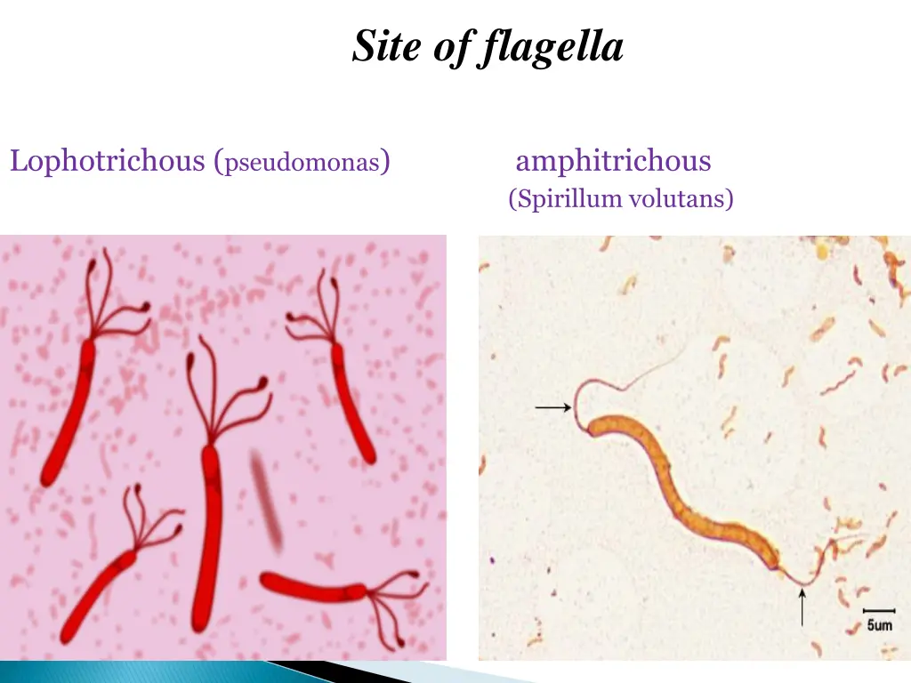 site of flagella 1