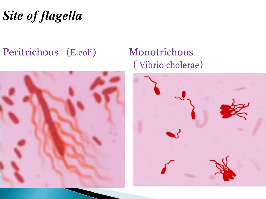 site of flagella