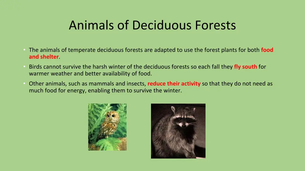 animals of deciduous forests