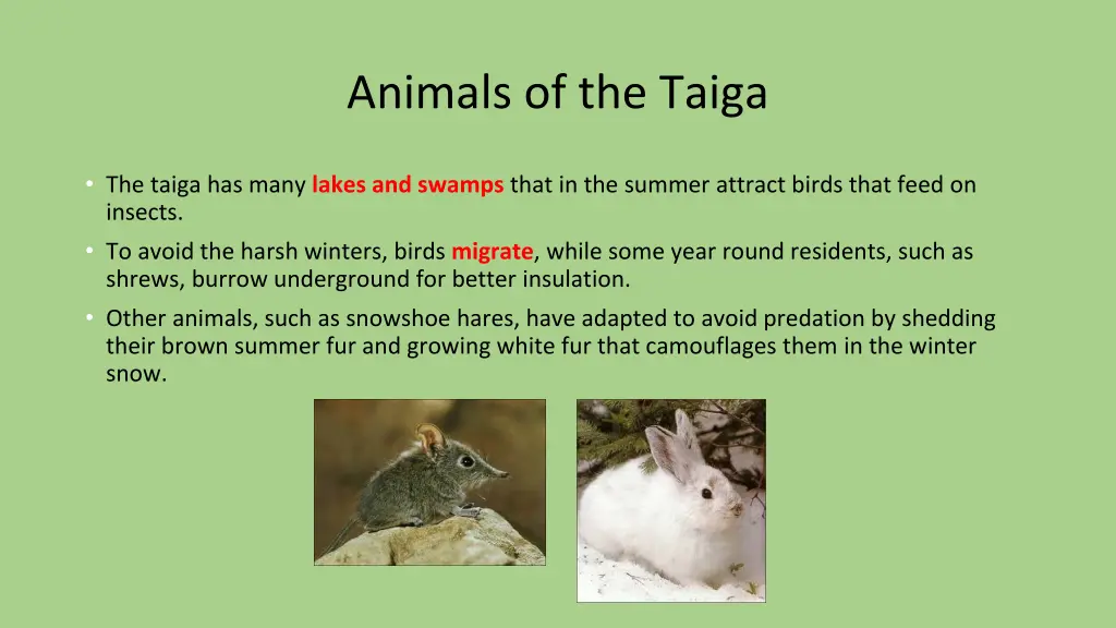 animals of the taiga