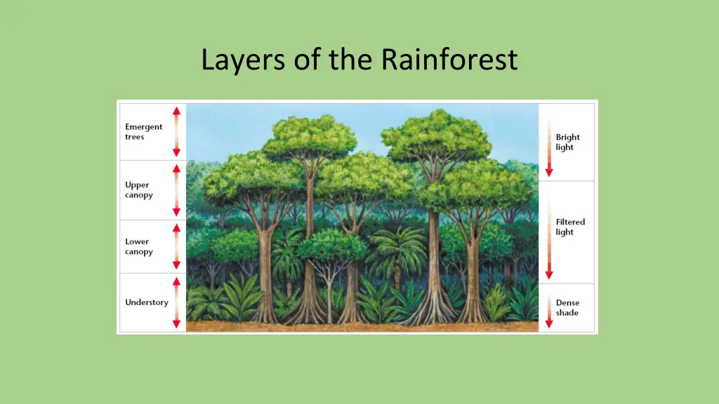 layers of the rainforest 1