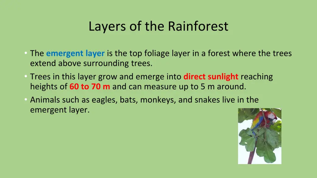 layers of the rainforest 2