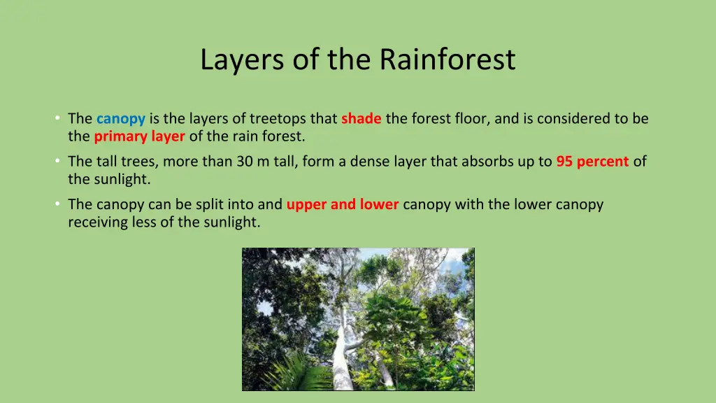 layers of the rainforest 3