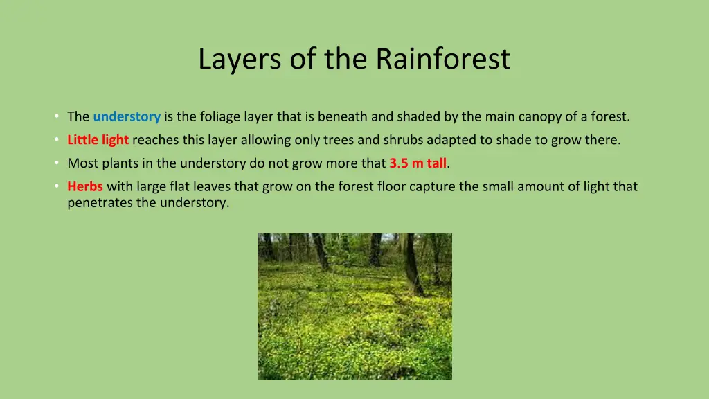 layers of the rainforest 4