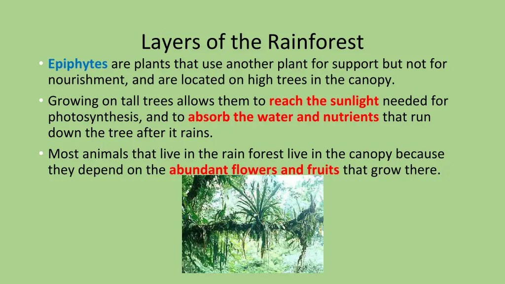 layers of the rainforest epiphytes are plants