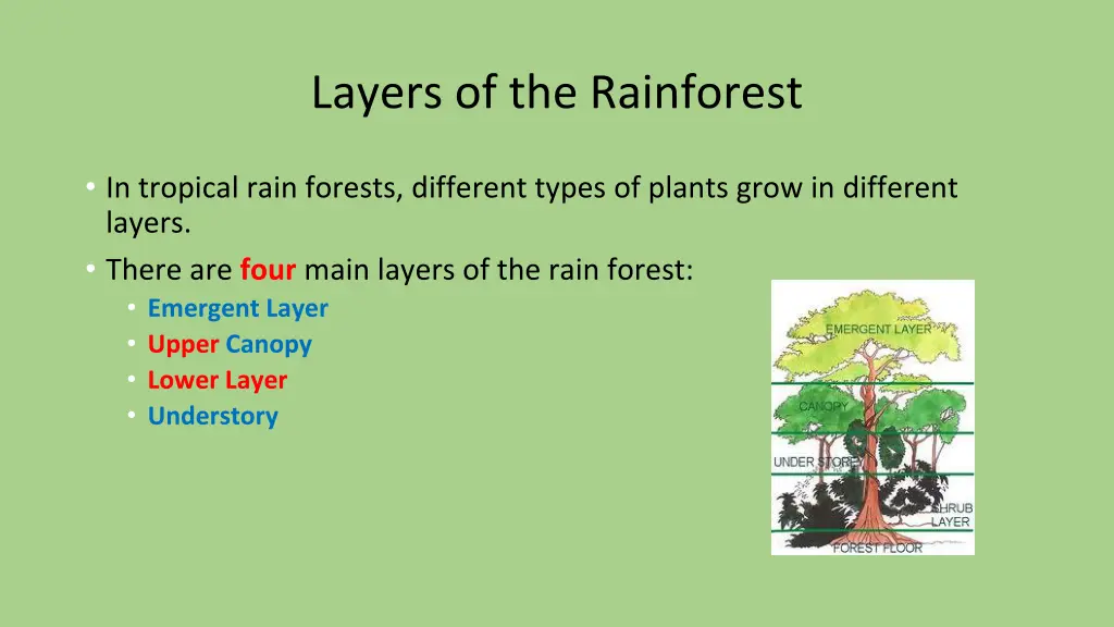 layers of the rainforest