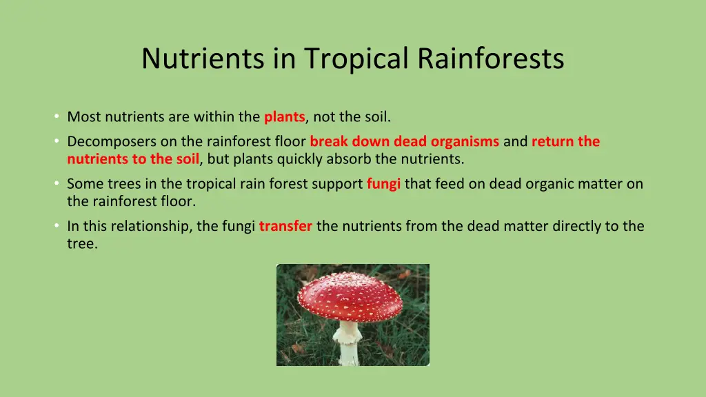 nutrients in tropical rainforests