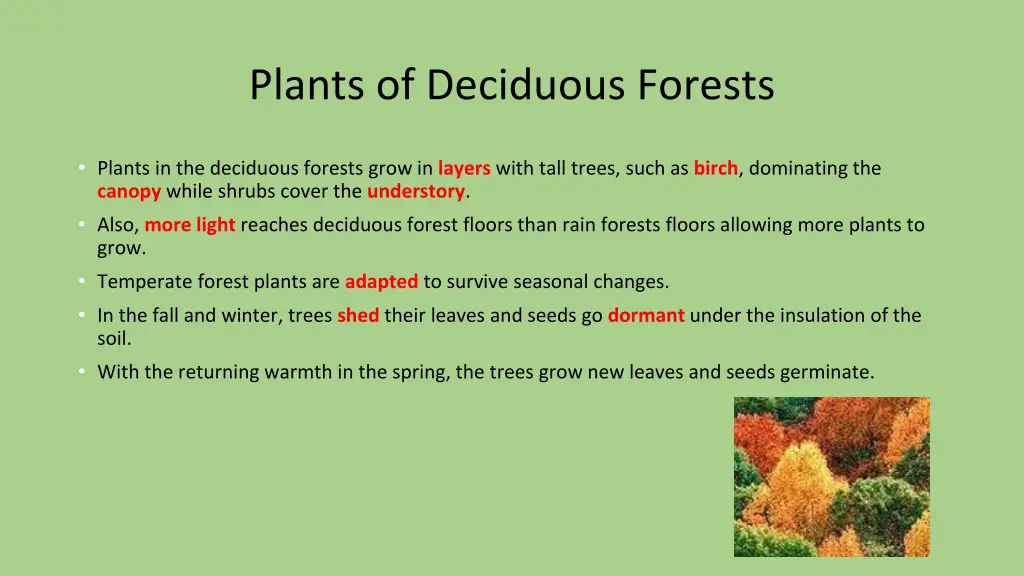 plants of deciduous forests