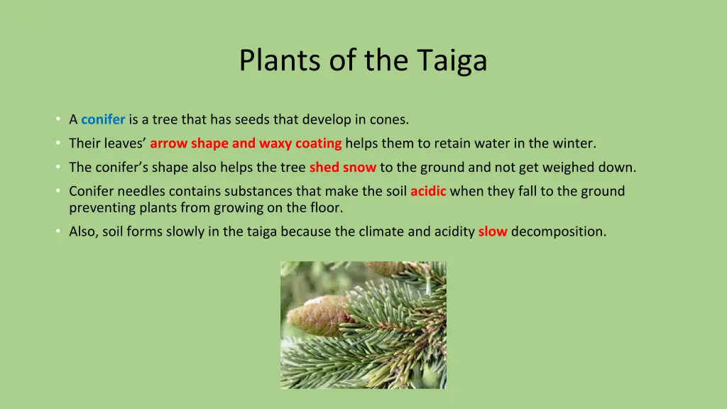 plants of the taiga