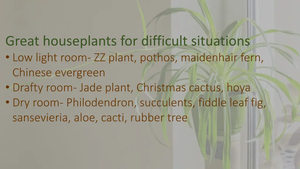 great houseplants for difficult situations