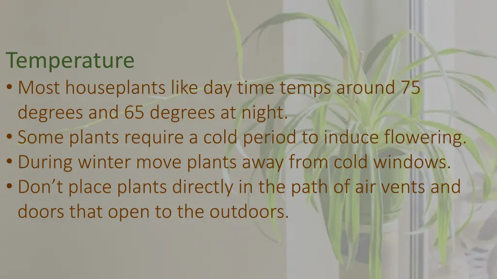 temperature most houseplants like day time temps