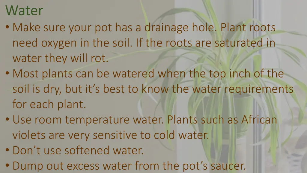 water make sure your pot has a drainage hole