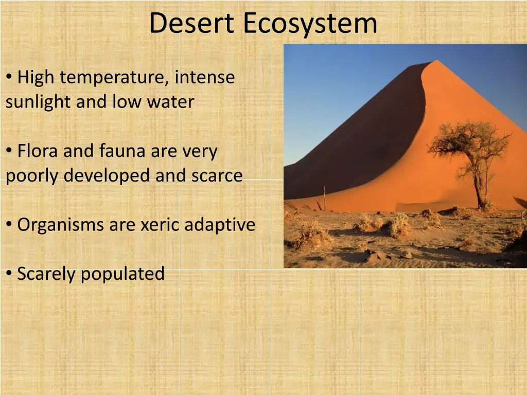 desert ecosystem