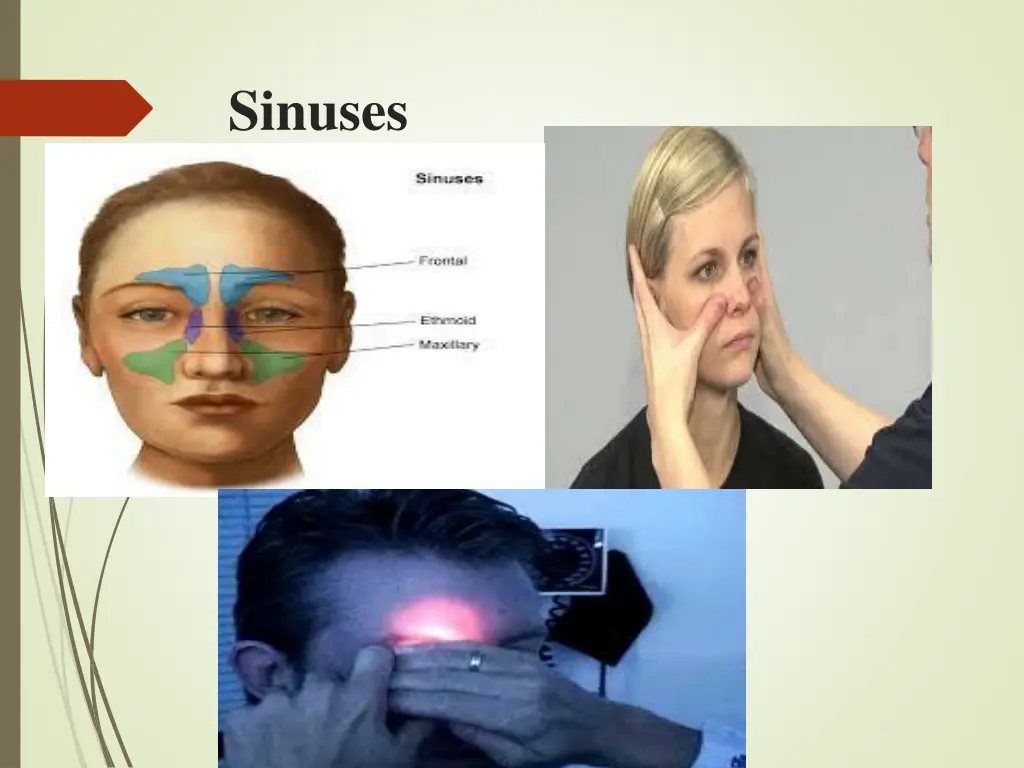 sinuses