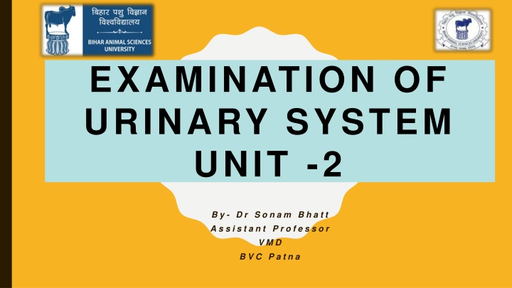 examination of urinary system unit 2