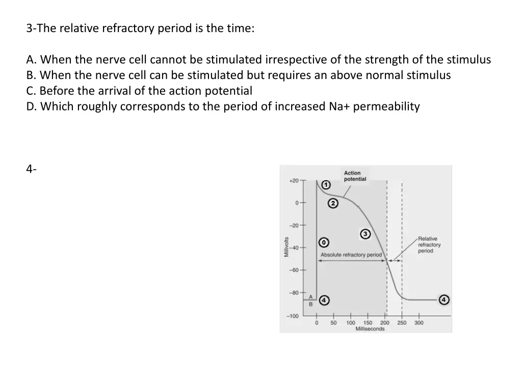 3 the relative refractory period is the time