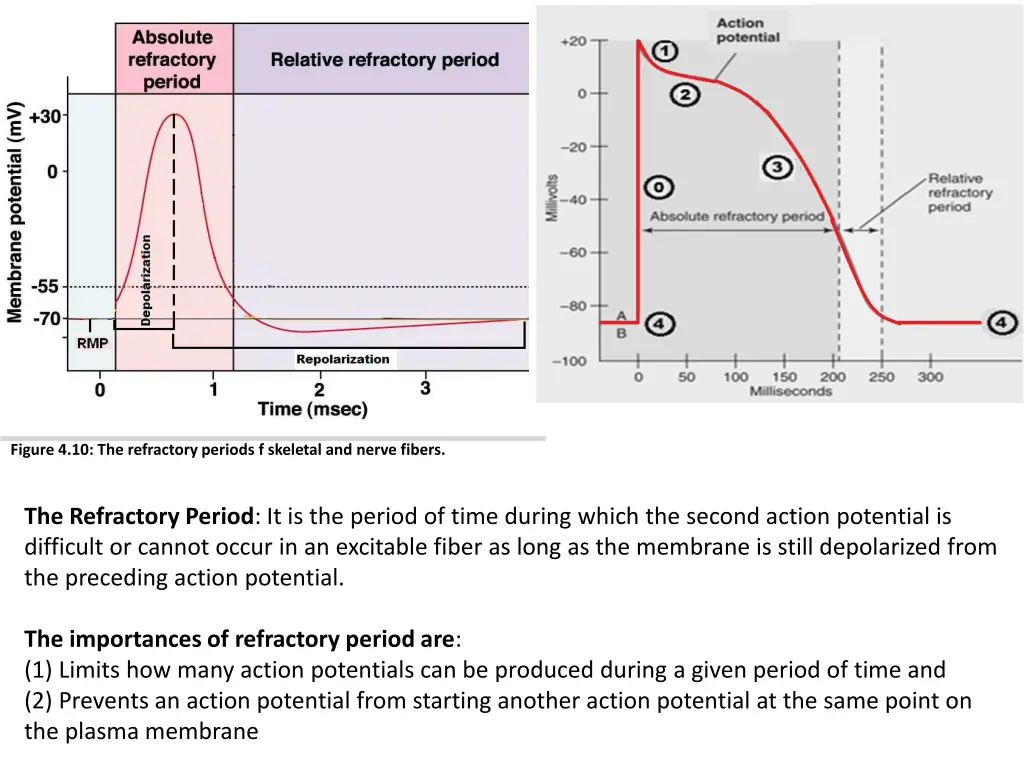 figure 4 10 the refractory periods f skeletal 1