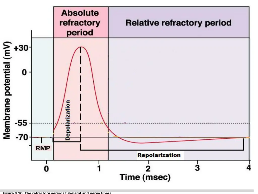 figure 4 10 the refractory periods f skeletal