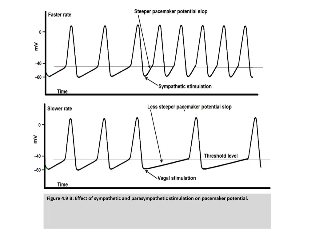 figure 4 9 b effect of sympathetic