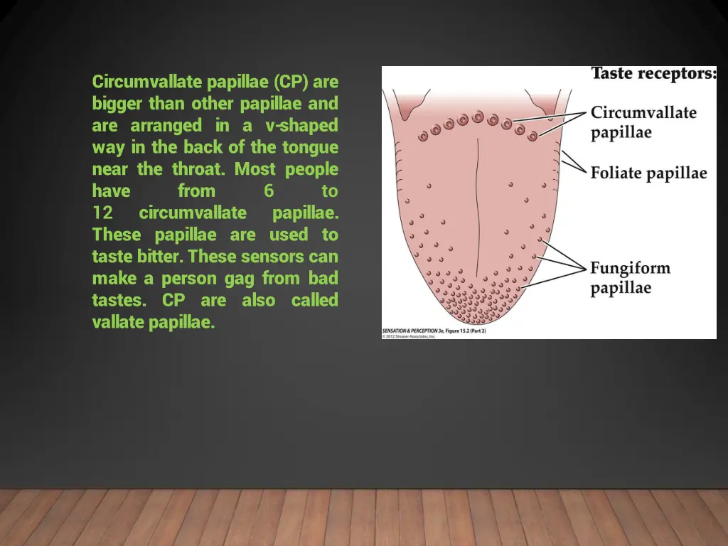 circumvallate papillae cp are bigger than other