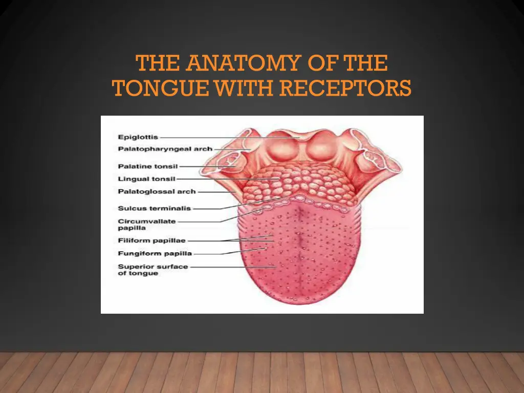 the anatomy of the tongue with receptors