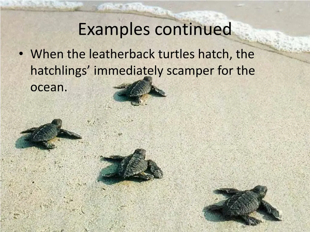 examples continued when the leatherback turtles