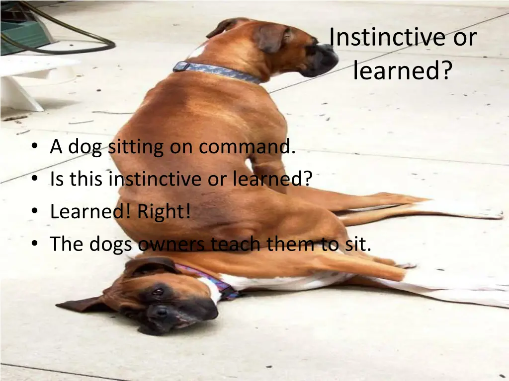 instinctive or learned 1