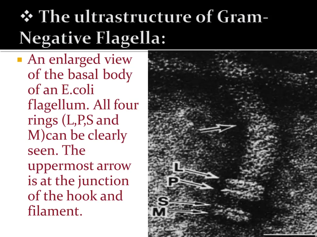 an enlarged view of the basal body of an e coli