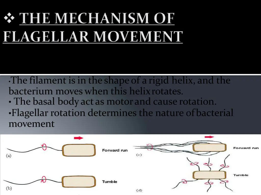 thefilamentisintheshapeof arigid helix