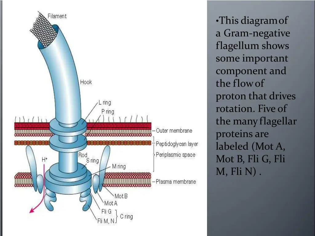 this diagramof a gram negative flagellum shows