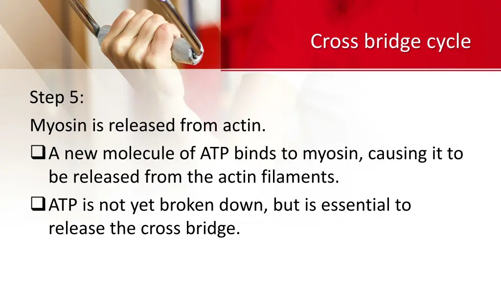 cross bridge cycle 3