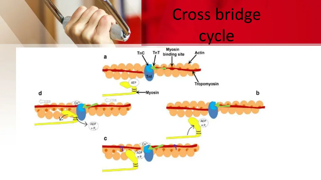 cross bridge cycle 5