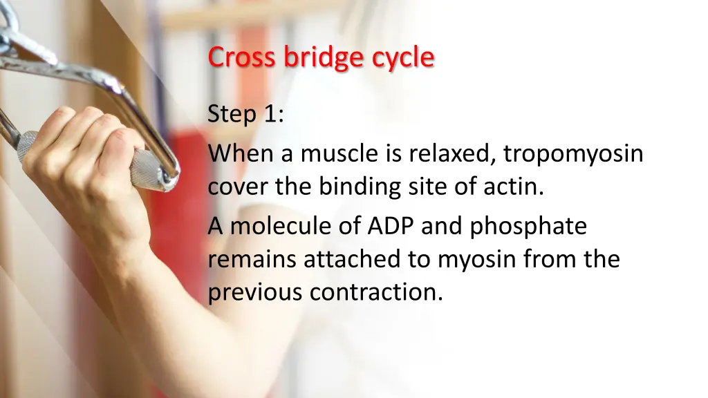 cross bridge cycle