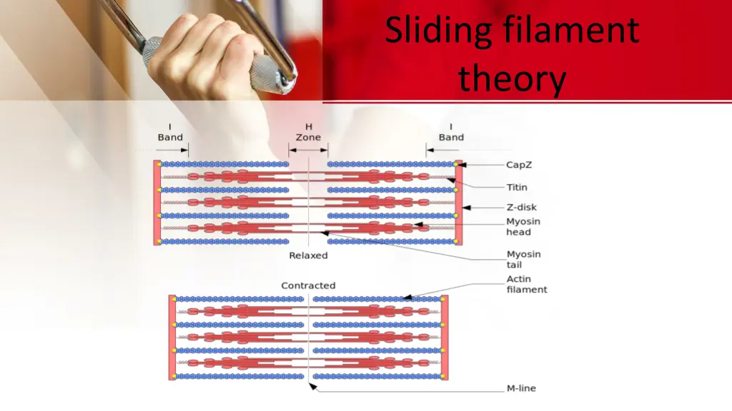 sliding filament theory 1