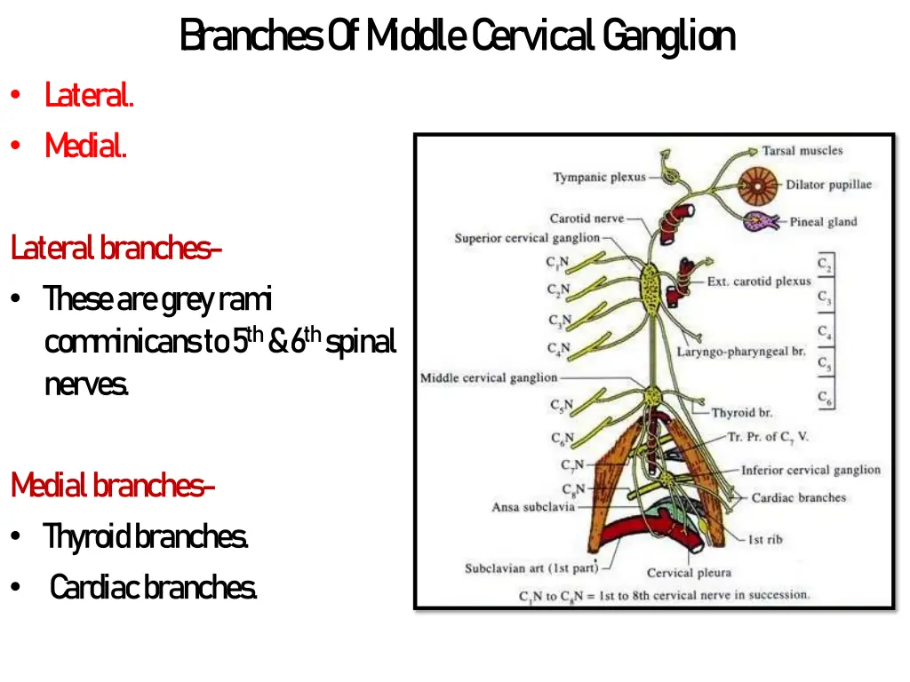 b ranches of m iddle c ervical g anglion