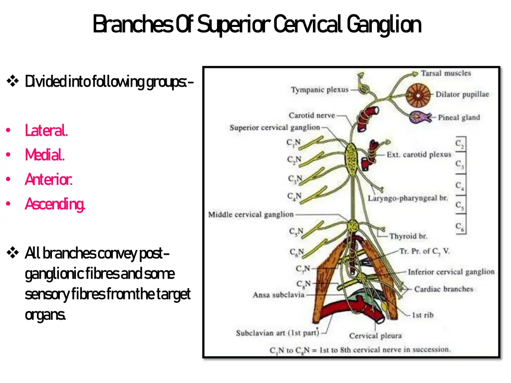 b ranches of superior c ervical g anglion