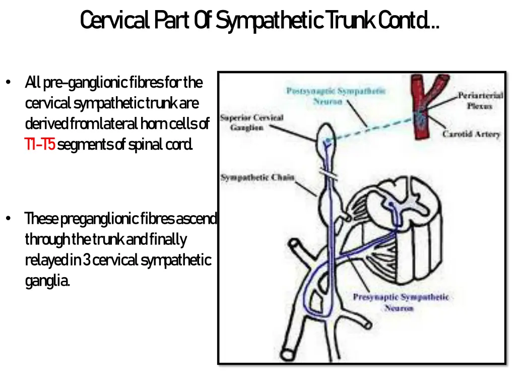 c ervical p art of sym pathetic trunk c ontd 1