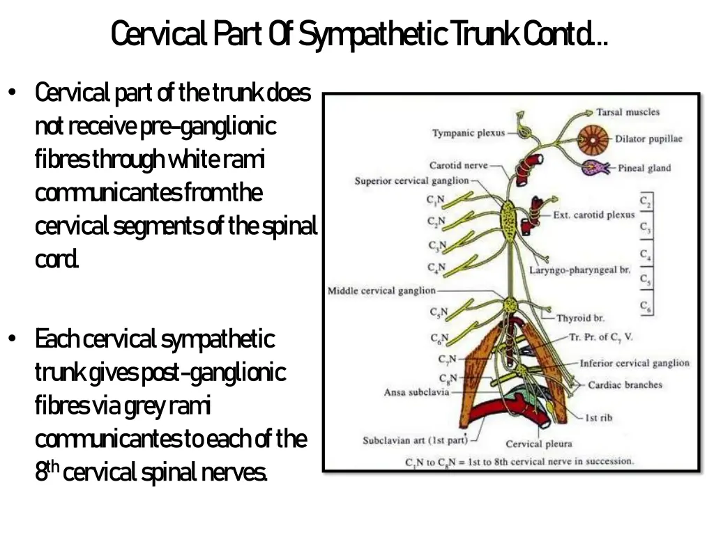 c ervical p art of sym pathetic trunk c ontd