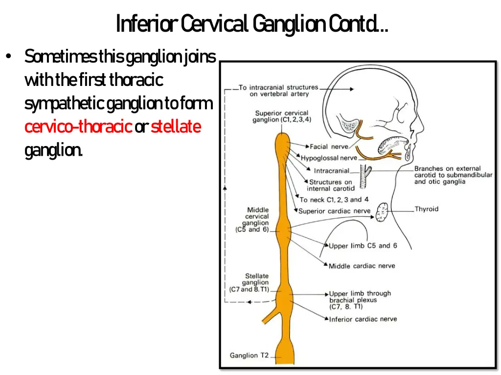 inferior c ervical g anglion c ontd som etim