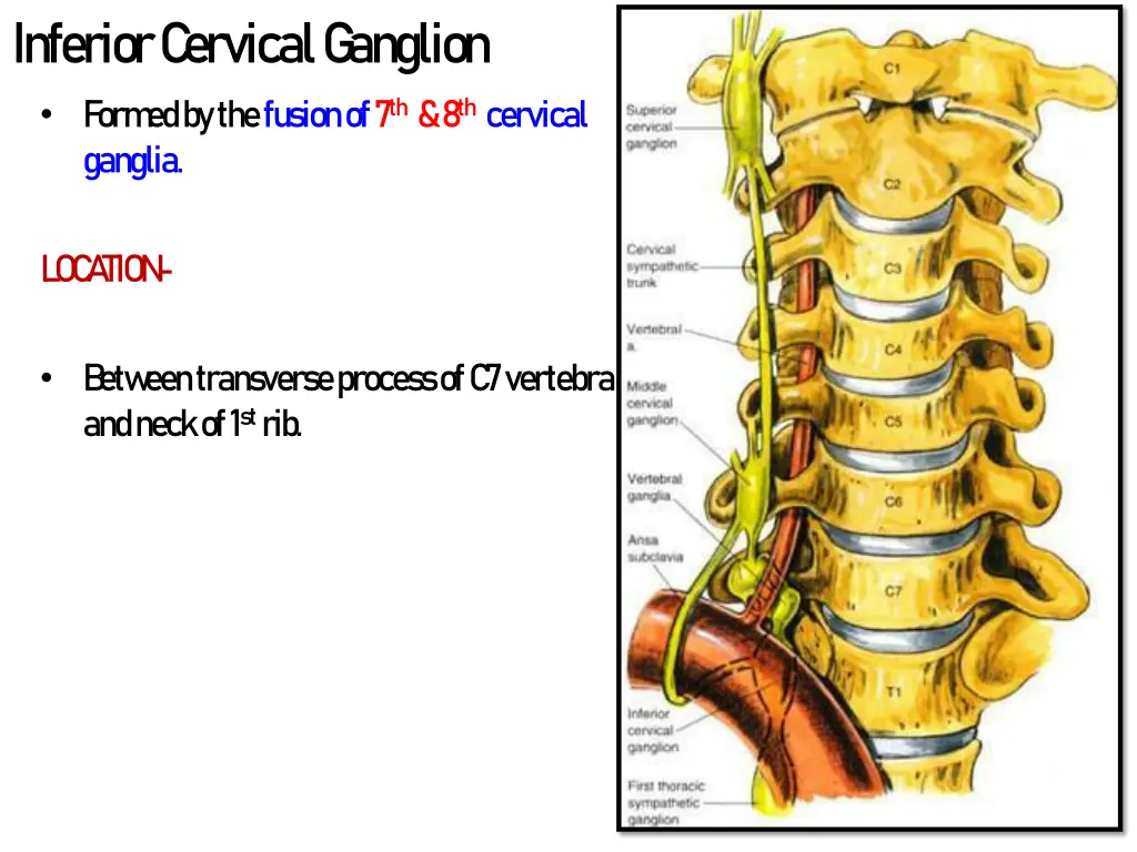 inferior c ervical g anglion form