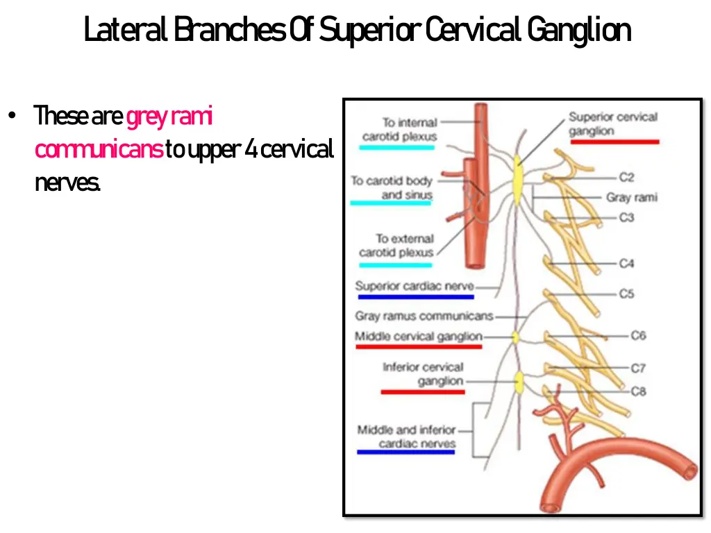 l ateral b ranches of superior c ervical g anglion