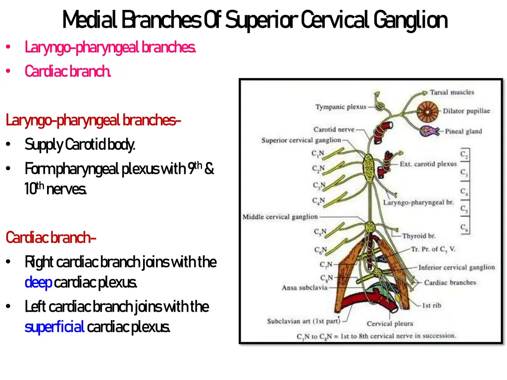 m edial b ranches of superior c ervical g anglion