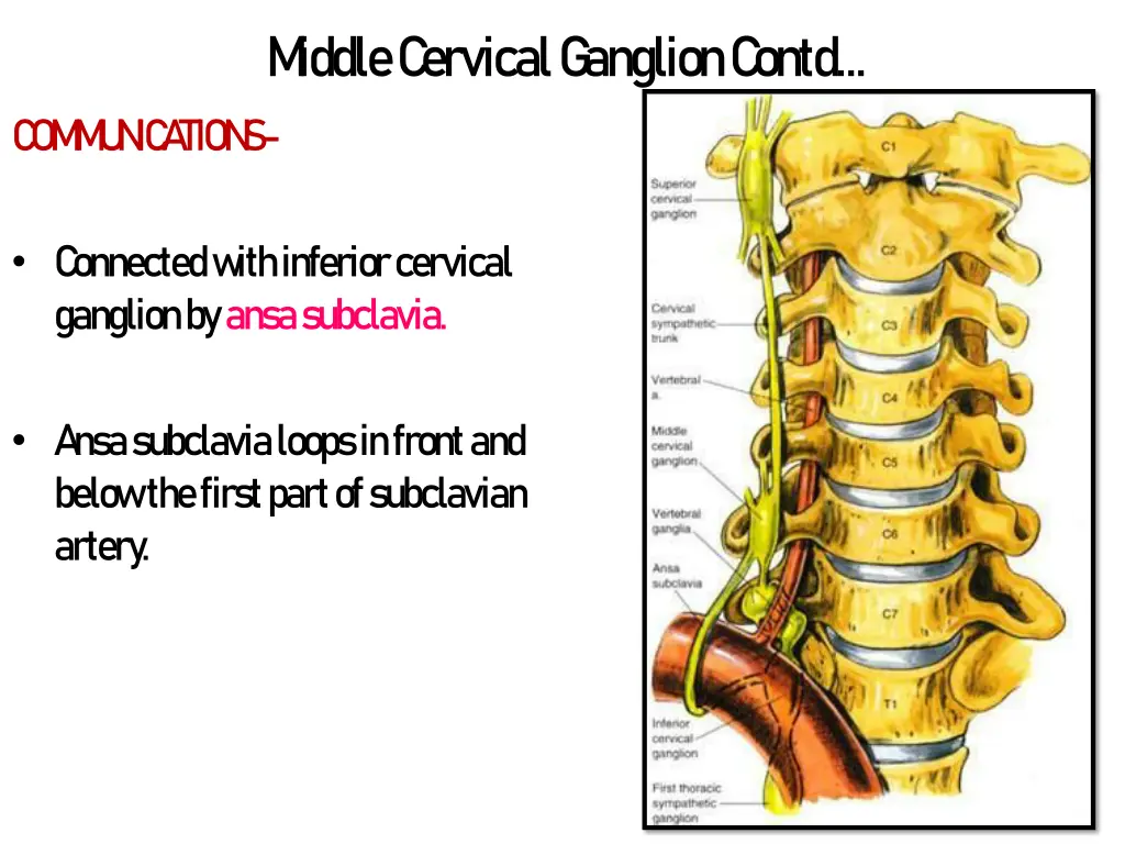 m iddle c ervical g anglion c ontd