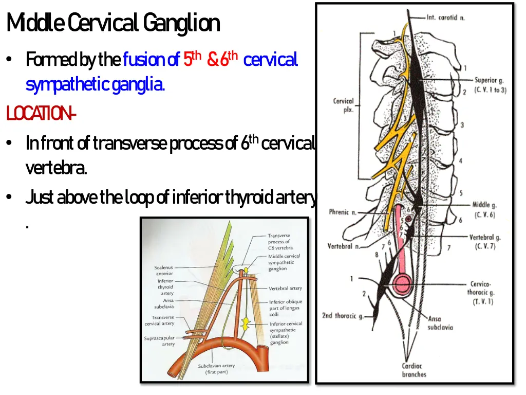 m iddle c ervical g anglion form ed by the fusion