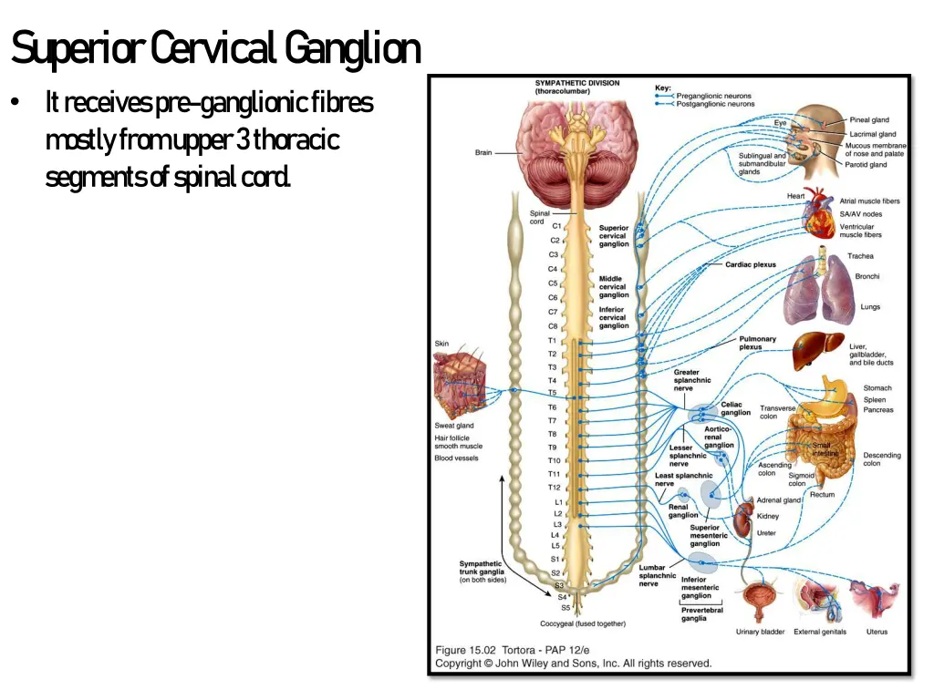 superior c ervical g anglion 1