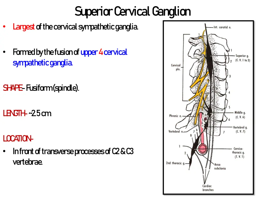 superior c ervical g anglion