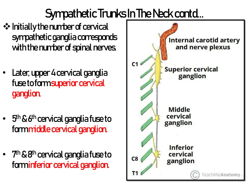 sym pathetic trunks in the n eck contd initially