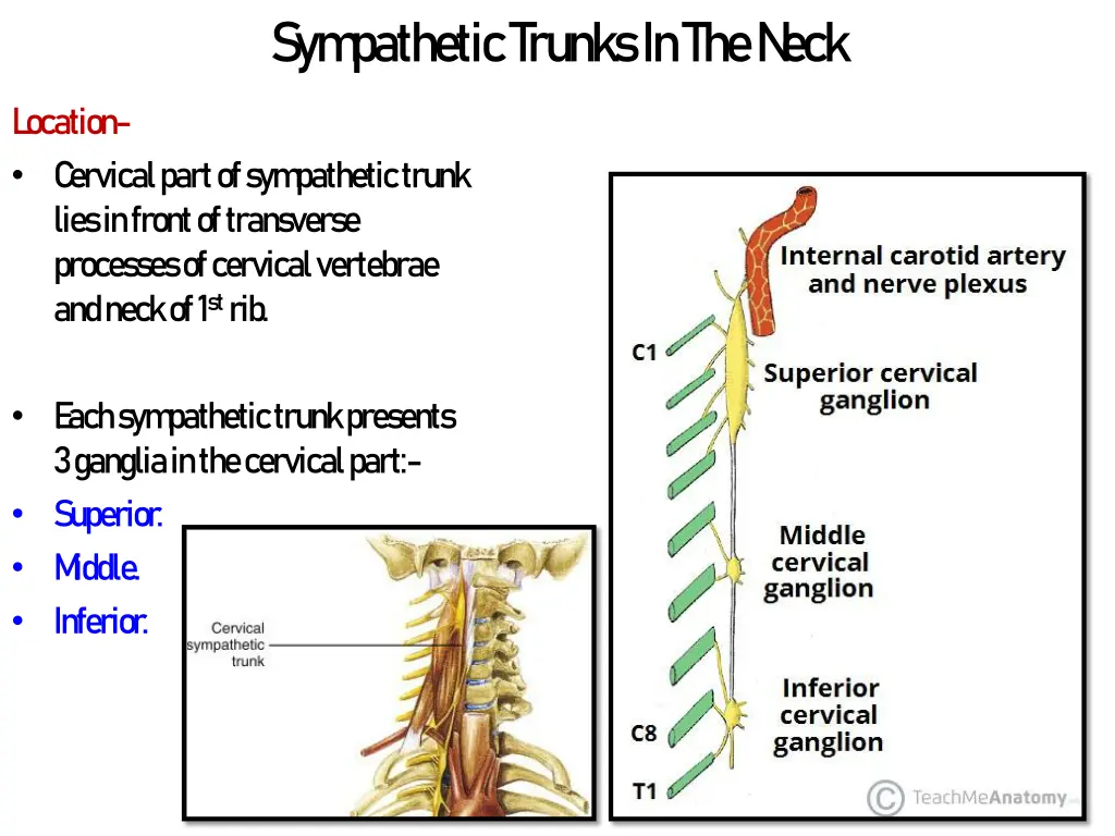 sym pathetic trunks in the n eck