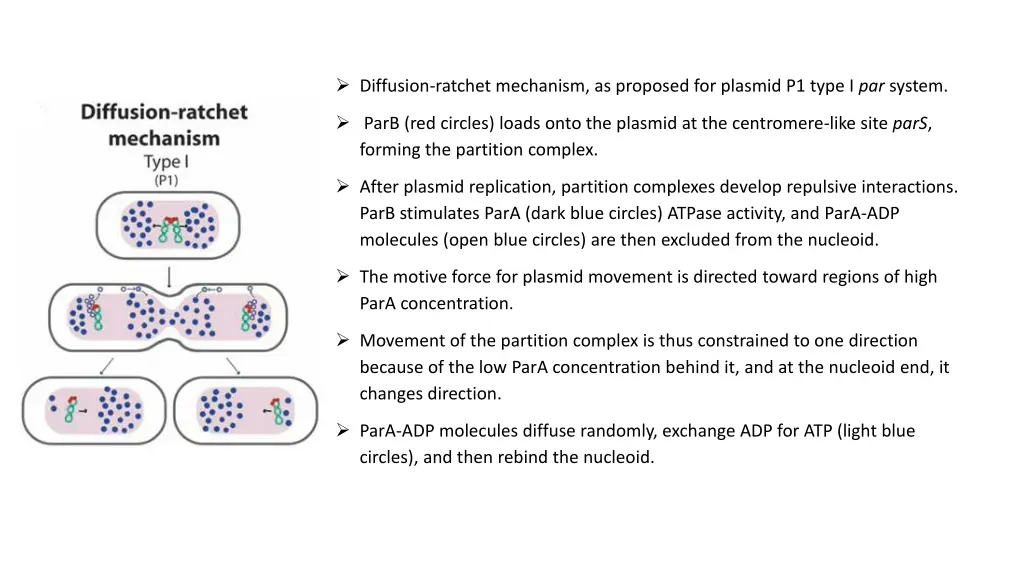 diffusion ratchet mechanism as proposed