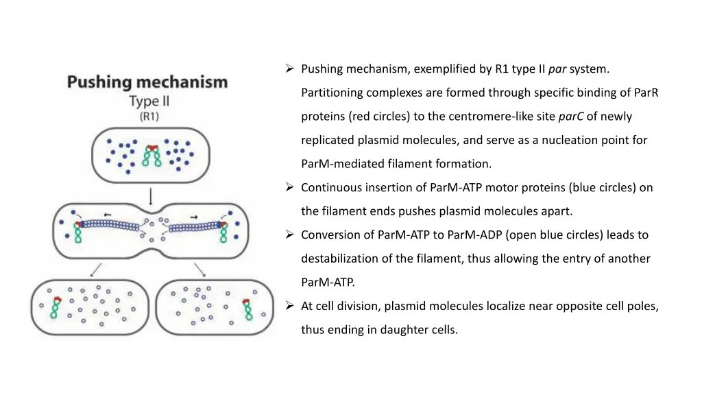 pushing mechanism exemplified by r1 type